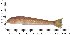  ( - COFKU09)  @11 [ ] nrr (2024) Dr. S. I. Yusufzai College of Fisheries Science, Kamdhenu University, Veraval