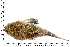  ( - COFKU14)  @11 [ ] nrr (2024) Dr. S. I. Yusufzai College of Fisheries Science, Kamdhenu University, Veraval