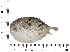  ( - COFKU16)  @11 [ ] nrr (2024) Dr. S. I. Yusufzai College of Fisheries Science, Kamdhenu University, Veraval