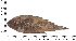  (Psettina hainanensis - COFKU19)  @11 [ ] nrr (2024) Dr. S. I. Yusufzai College of Fisheries Science, Kamdhenu University, Veraval