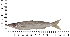 ( - COFKU29)  @11 [ ] nrr (2024) Dr. S. I. Yusufzai College of Fisheries Science, Kamdhenu University, Veraval