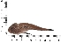  (Sorsogona tuberculata - COFKU30)  @11 [ ] nrr (2024) Dr. S. I. Yusufzai College of Fisheries Science, Kamdhenu University, Veraval