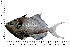  ( - COFKU43)  @11 [ ] nrr (2024) Dr. S. I. Yusufzai College of Fisheries Science, Kamdhenu University, Veraval