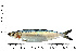  ( - COFKU48)  @11 [ ] nrr (2024) Dr. S. I. Yusufzai College of Fisheries Science, Kamdhenu University, Veraval