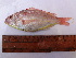  ( - COFJAU-58)  @11 [ ] Copyright (2015) Dr. S. I. Yusufzai, Smit Lende College of Fisheries, JAU, Veraval