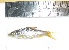  (Hypselobarbus mussullah - SMd7)  @11 [ ] Copyright (2016) Ubaid Qayoom College of fisheries, Ratnagiri