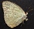  ( - JCPy 1)  @13 [ ] Copyright (2017) Entopia Penang Butterfly Farm Unspecified