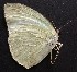  ( - JCPy 2)  @11 [ ] Copyright (2017) Entopia Penang Butterfly Farm Unspecified