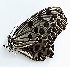  ( - TILy 2)  @11 [ ] Copyright (2017) Unspecified Entopia by Penang Butterfly Farm