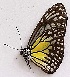  ( - TPA 1)  @11 [ ] Copyright (2017) Unspecified Entopia by Penang Butterfly Farm