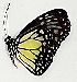  ( - TPA 2)  @11 [ ] Copyright (2017) Unspecified Entopia by Penang Butterfly Farm