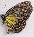  ( - TPA 3)  @11 [ ] Copyright (2017) Unspecified Entopia by Penang Butterfly Farm