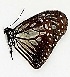  ( - TPM 1)  @11 [ ] Copyright (2017) Unspecified Entopia by Penang Butterfly Farm