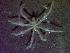  (Anoplodactylus petiolatus - UNMDP-I 014)  @11 [ ] Unspecified (default): All Rights Reserved  Unspecified Unspecified