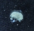  (Metharpiniinae - UNMDP-I 048)  @12 [ ] Unspecified (default): All Rights Reserved  Unspecified Unspecified