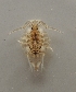  (Leptoserolis bonaerensis - UNMDP-I 151)  @11 [ ] Unspecified (default): All Rights Reserved  Unspecified Unspecified
