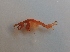 (Caprella sp - UNMDP-I 181)  @13 [ ] Unspecified (default): All Rights Reserved  Unspecified Unspecified