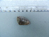  (Donax hanleyanus - UNMDP-I 261)  @11 [ ] Unspecified (default): All Rights Reserved  Unspecified Unspecified