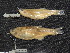  ( - AR15-1102)  @11 [ ] Copyright (2018) Sergio Bogan Fundación de Historia Natural Félix de Azara