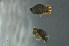  (Sminthurinus tuberculatus - MQI_010)  @11 [ ] Copyright (2010) Unspecified South Australian Museum