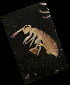  (Lepidophorellinae - NZADI_041)  @13 [ ] Copyright (2010) Unspecified South Australian Museum
