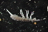  (Lepidocyrtus sp - NZADI_111)  @15 [ ] Unspecified (default): All Rights Reserved  Unspecified Unspecified