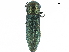  (Agrilus pistaciophagus - BIOUG36551-D09)  @11 [ ] CreativeCommons - Attribution (2017) CBG Photography Group Centre for Biodiversity Genomics