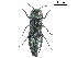  (Agrilus gianassoi - BIOUG36551-E02)  @11 [ ] CreativeCommons - Attribution (2018) CBG Photography Group Centre for Biodiversity Genomics