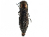  ( - BIOUG36551-E04)  @13 [ ] CreativeCommons - Attribution (2017) CBG Photography Group Centre for Biodiversity Genomics
