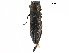  (Agrilus sylviae - BIOUG36551-E05)  @14 [ ] CreativeCommons - Attribution (2017) CBG Photography Group Centre for Biodiversity Genomics