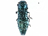  (Agrilus viridicaerulans - BIOUG36551-E08)  @14 [ ] CreativeCommons - Attribution (2017) CBG Photography Group Centre for Biodiversity Genomics