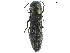  ( - BIOUG36551-E10)  @14 [ ] CreativeCommons - Attribution (2017) CBG Photography Group Centre for Biodiversity Genomics