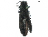  (Agrilus sp. n - BIOUG36551-E11)  @14 [ ] CreativeCommons - Attribution (2017) CBG Photography Group Centre for Biodiversity Genomics