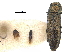  ( - BIOUG36551-F02)  @11 [ ] CreativeCommons - Attribution (2017) CBG Photography Group Centre for Biodiversity Genomics