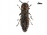  (Agrilus viscivorus - BIOUG36551-F03)  @15 [ ] CreativeCommons - Attribution (2017) CBG Photography Group Centre for Biodiversity Genomics
