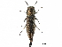  (Agrilus margotanae - BIOUG36551-F06)  @12 [ ] CreativeCommons - Attribution (2017) CBG Photography Group Centre for Biodiversity Genomics