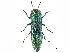  (Agrilus kutahyanus - BIOUG36551-F07)  @13 [ ] CreativeCommons - Attribution (2017) CBG Photography Group Centre for Biodiversity Genomics