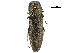  (Agrilus kubani - BIOUG36551-G08)  @15 [ ] CreativeCommons - Attribution (2017) CBG Photography Group Centre for Biodiversity Genomics
