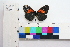  (Altinote ozomene - BMC-11377)  @11 [ ] CreativeCommons - Attribution Non-Commercial No Derivatives (2011) Sandra Uribe Universidad Nacional de Colombia