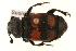  (Nicrophorus vespilloides - MP00380)  @15 [ ] CreativeCommons - Attribution (2010) Unspecified Centre for Biodiversity Genomics