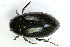  (Hydrophilus aterrimus - ZMUO.000679)  @14 [ ] CreativeCommons - Attribution Non-Commercial (2012) Marko Mutanen University of Oulu