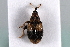  (Rhynchaenus lonicerae - MP00088)  @13 [ ] CreativeCommons - Attribution (2010) Unspecified Centre for Biodiversity Genomics