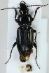 (Pterostichus rhaeticus - ZMUO.003274)  @14 [ ] CreativeCommons - Attribution Non-Commercial (2012) Marko Mutanen University of Oulu