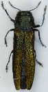  (Agrilus subauratus - ZMUO.005160)  @15 [ ] CreativeCommons - Attribution Non-Commercial (2012) Marko Mutanen University of Oulu