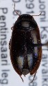  (Agabus elongatus - ZMUO.006194)  @12 [ ] CreativeCommons - Attribution Non-Commercial (2012) Marko Mutanen University of Oulu