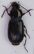  (Pterostichus diligens - ZMUO.007201)  @13 [ ] CreativeCommons - Attribution Non-Commercial (2012) Marko Mutanen University of Oulu