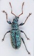  (Phyllobius argentatus - ZMUO.006404)  @14 [ ] CreativeCommons - Attribution Non-Commercial (2012) Marko Mutanen University of Oulu