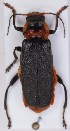  (Cantharis fusca - ZMUO.006713)  @14 [ ] CreativeCommons - Attribution Non-Commercial (2012) Marko Mutanen University of Oulu