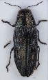  (Buprestis dalmatina - ZMUO.007520)  @14 [ ] CreativeCommons - Attribution Non-Commercial (2013) Marko Mutanen University of Oulu
