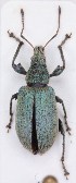  (Phyllobius pomaceus - ZMUO.007645)  @14 [ ] CreativeCommons - Attribution Non-Commercial (2013) Marko Mutanen University of Oulu